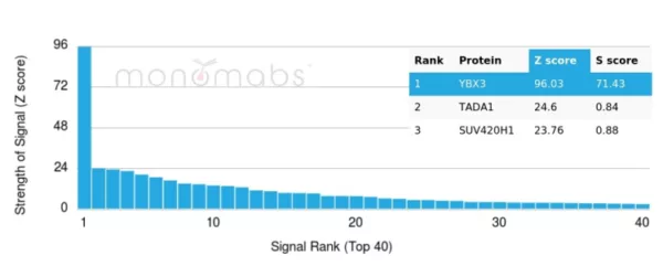 Analysis of Protein Array containing more than 19,000 full-length human proteins using YBX3 Mouse Monoclonal Antibody (PCRP-YBX3-2D12). Z- and S- Score: The Z-score represents the strength of a signal that a monoclonal antibody (MAb) (in combination with a fluorescently-tagged anti-IgG secondary antibody) produces when binding to a particular protein on the HuProtTM array. Z-scores are described in units of standard deviations (SD's) above the mean value of all signals generated on that array. If targets on HuProtTM are arranged in descending order of the Z-score, the S-score is the difference (also in units of SD's) between the Z-score. S-score therefore represents the relative target specificity of a MAb to its intended target.  A MAb is considered to specific to its intended target, if the MAb has an S-score of at least 2.5. For example, if a MAb binds to protein X with a Z-score of 43 and to protein Y with a Z-score of 14, then the S-score for the binding of that MAb to protein X is equal to 29.