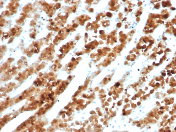 IL18RAP / CD218b Antibody