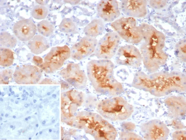 Formalin-fixed, paraffin-embedded human kidney stained with NRP1 / Neuropilin-1 Mouse Monoclonal Antibody (NRP1/4620). Inset: PBS instead of primary antibody; secondary only negative control.