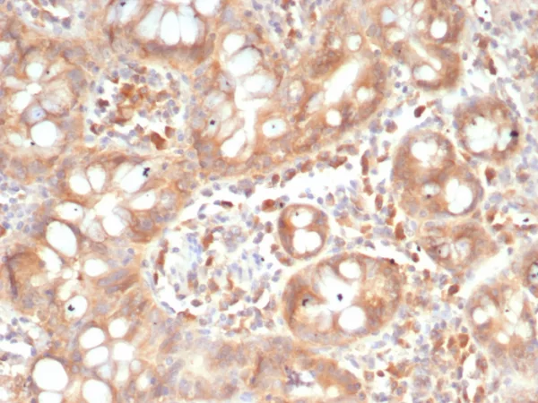 Formalin-fixed, paraffin-embedded human small intestine stained with SIGLEC10 Mouse Monoclonal Antibody (SIGLEC10/7581). HIER: Tris/EDTA, pH9.0, 45min. 2°C: HRP-polymer, 30min. DAB, 5min.