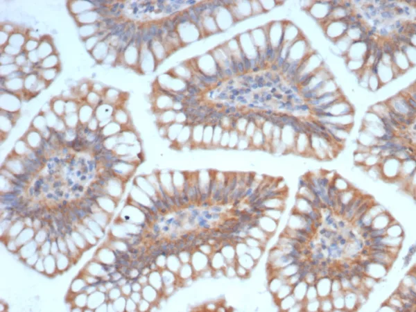 Formalin-fixed, paraffin-embedded human small intestine stained with SIGLEC10 Mouse Monoclonal Antibody (SIGLEC10/7582). HIER: Tris/EDTA, pH9.0, 45min. 2°C: HRP-polymer, 30min. DAB, 5min.