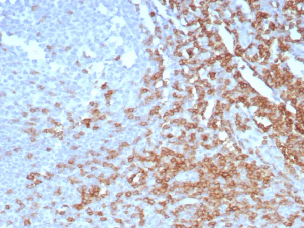 Formalin-fixed, paraffin-embedded human tonsil stained with CD7 Mouse Monoclonal Antibody (CD7/7605). HIER: Tris/EDTA, pH9.0, 45min. 2°C: HRP-polymer, 30min. DAB, 5min.