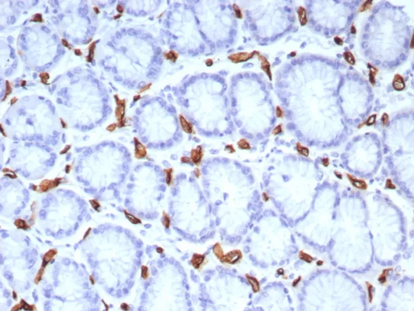 Formalin-fixed, paraffin-embedded human stomach stained with CD34 Recombinant Mouse Monoclonal Antibody (rHPCA1/8573). HIER: Tris/EDTA, pH9.0, 45min. 2°C: HRP-polymer, 30min. DAB, 5min.