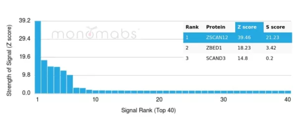 Analysis of Protein Array containing more than 19,000 full-length human proteins using ZSCAN12 Mouse Monoclonal Antibody (PCRP-ZSCAN12-2B2). Z- and S- Score: The Z-score represents the strength of a signal that a monoclonal antibody (MAb) (in combination with a fluorescently-tagged anti-IgG secondary antibody) produces when binding to a particular protein on the HuProtTM array. Z-scores are described in units of standard deviations (SD's) above the mean value of all signals generated on that array. If targets on HuProtTM are arranged in descending order of the Z-score, the S-score is the difference (also in units of SD's) between the Z-score. S-score therefore represents the relative target specificity of a MAb to its intended target.  A MAb is considered to specific to its intended target, if the MAb has an S-score of at least 2.5. For example, if a MAb binds to protein X with a Z-score of 43 and to protein Y with a Z-score of 14, then the S-score for the binding of that MAb to protein X is equal to 29.
