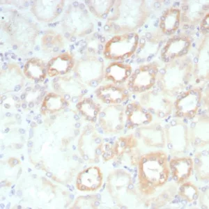 Formalin-fixed, paraffin-embedded human kidney stained with  Biotinylated Lambda Light Chain probe followed by  Anti-Biotin Recombinant Mouse Monoclonal Antibody (rBTN/8819).