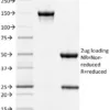 STAT3 Antibody in SDS-PAGE Analysis.