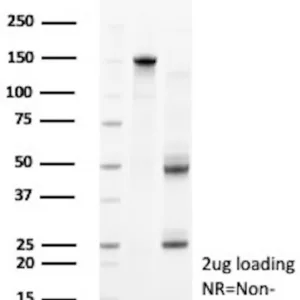 Clusterin Antibody in SDS-PAGE