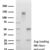 HLA-G Antibody in SDS-PAGE