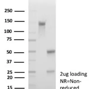 HLA-G Antibody in SDS-PAGE