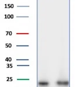 UCHL-1 Antibody in Western Blot (WB)