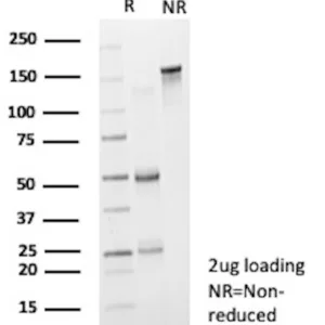 CD19 Antibody in SDS-PAGE