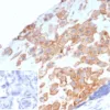 HLA-G Antibody in Immunohistochemistry (IHC (P))