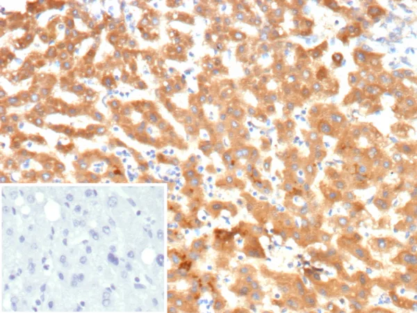 Kininogen 1 (KNG1) Antibody in Immunohistochemistry (IHC (P))