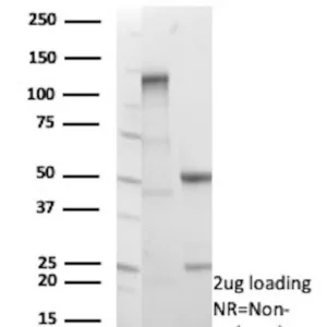 EGFL7 Antibody in SDS-PAGE