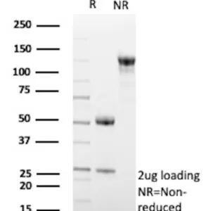 EGFL7 Antibody in SDS-PAGE