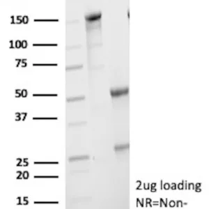 NANOG Antibody in SDS-PAGE