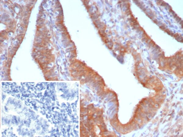 EGFL7 Antibody in Immunohistochemistry (IHC (P))