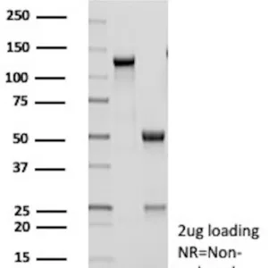 HES5 Antibody in SDS-PAGE