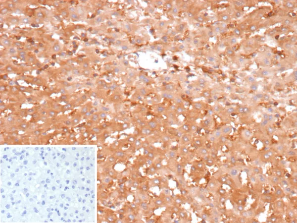 GPI Antibody in Immunohistochemistry (IHC (P))