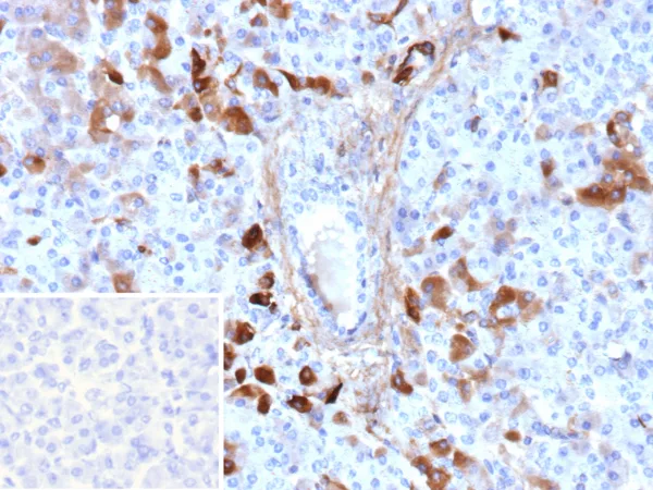 GC Vitamin D Binding Protein Antibody in Immunohistochemistry (IHC (P))