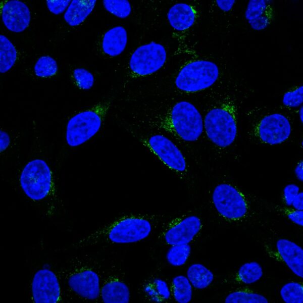 Golgi Complex Antibody in Immunofluorescence (IF)