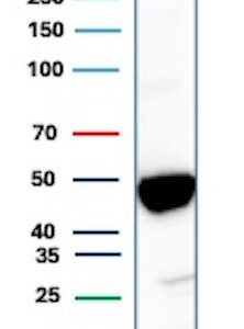 Cytokeratin 20 Antibody in Western Blot (WB)