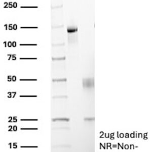 Maspin Antibody in SDS-PAGE