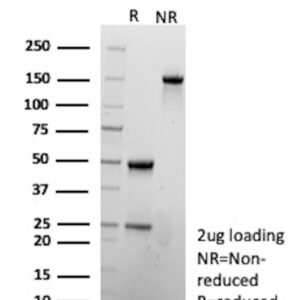 SLAMF7 Antibody in SDS-PAGE