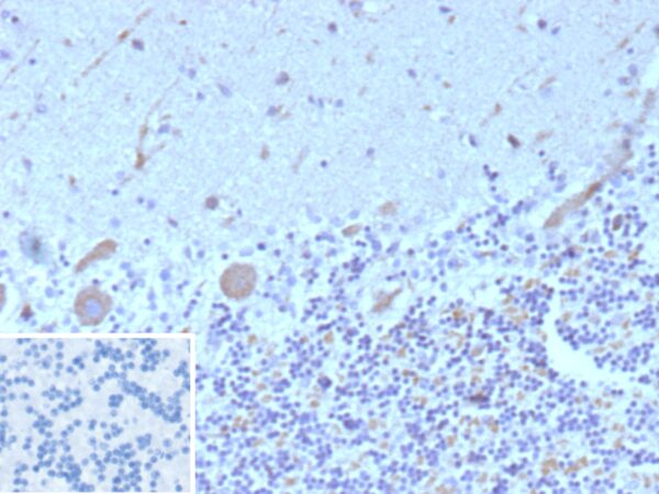 Flt3 / CD135 Antibody in Immunohistochemistry (IHC (P))