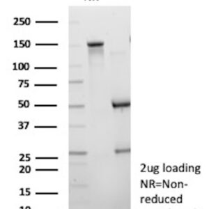 CD200R1 / OX-2 Antibody in SDS-PAGE