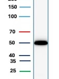 GFAP Antibody in Western Blot (WB)