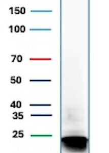 MBP Antibody in Western Blot (WB)