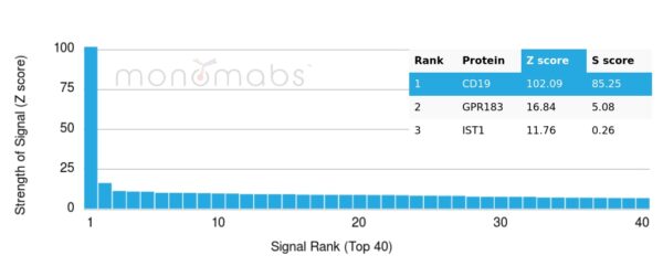 Recombinant CD19 (B-Lymphocyte Marker) Antibody - Image 3