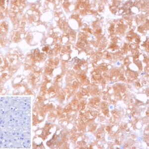 CYP2C9 Antibody in Immunohistochemistry (IHC (P))