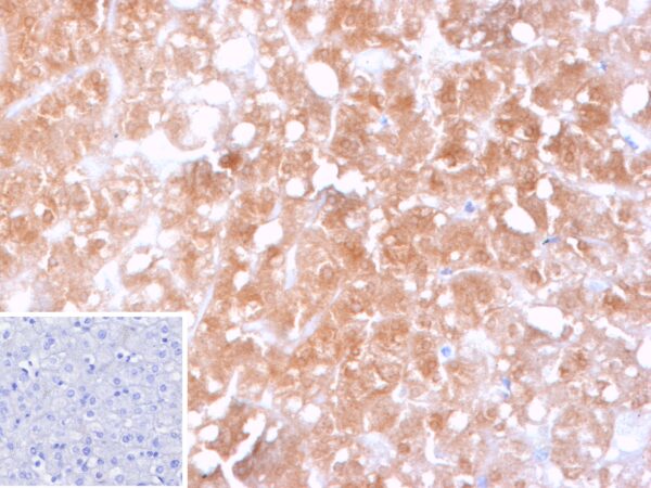 CYP2C9 Antibody in Immunohistochemistry (IHC (P))