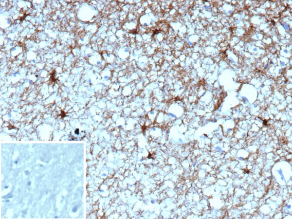 GFAP Antibody in Immunohistochemistry (IHC (P))