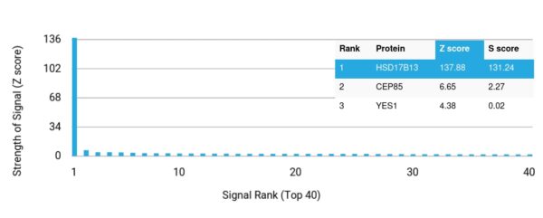 HSD17B13 Antibody in Human Protein Array (HuProt) Analysis