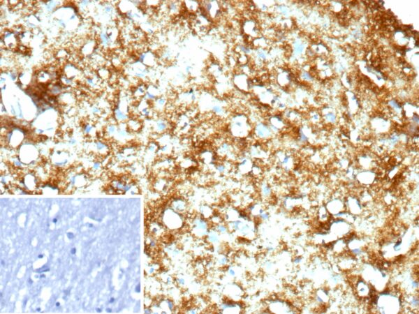 Myelin Basic Protein Antibody in Immunohistochemistry (IHC (P))