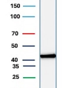 CKBB Antibody in Western Blot (WB)