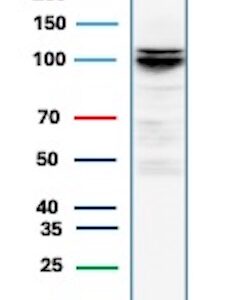 MCM4 Antibody in Western Blot (WB)