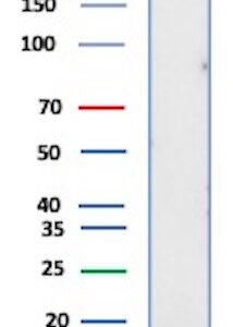 S100B Antibody in Western Blot (WB)