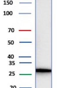 Calretinin Antibody in Western Blot (WB)