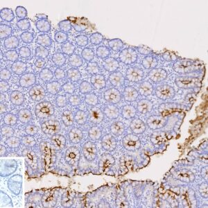 CEACAM1 / CD66a Antibody in Immunohistochemistry (IHC (P))