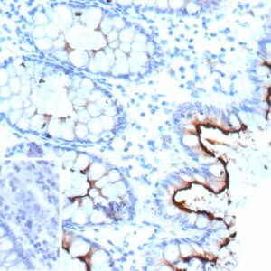 CEACAM1 / CD66a Antibody in Immunohistochemistry (IHC (P))