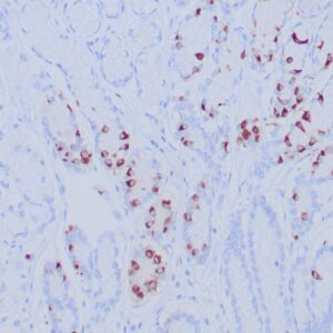 Gastrin Antibody in Immunohistochemistry (IHC (P))