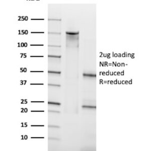 HL-60 Antibody in SDS-PAGE