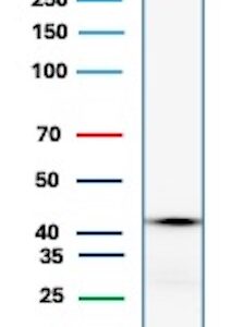 Glutamine Synthetase Antibody in Western Blot (WB)