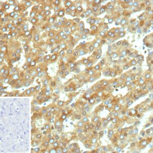 CYP2C9 Antibody in Immunohistochemistry (IHC (P))