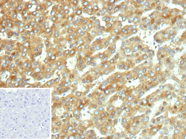 CYP2C9 Antibody in Immunohistochemistry (IHC (P))