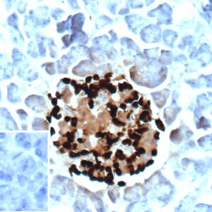 Glucagon Antibody in Immunohistochemistry (IHC (P))